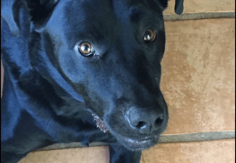 Pet-Friendly Offices Make for Happier Employees