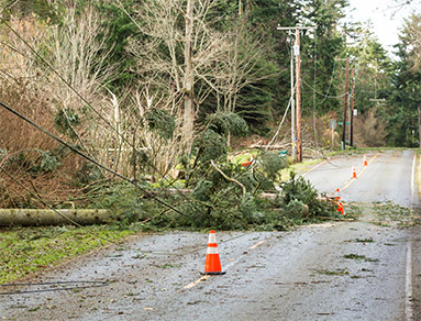 fallen tree and power lines on road